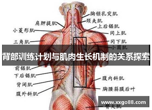 背部训练计划与肌肉生长机制的关系探索